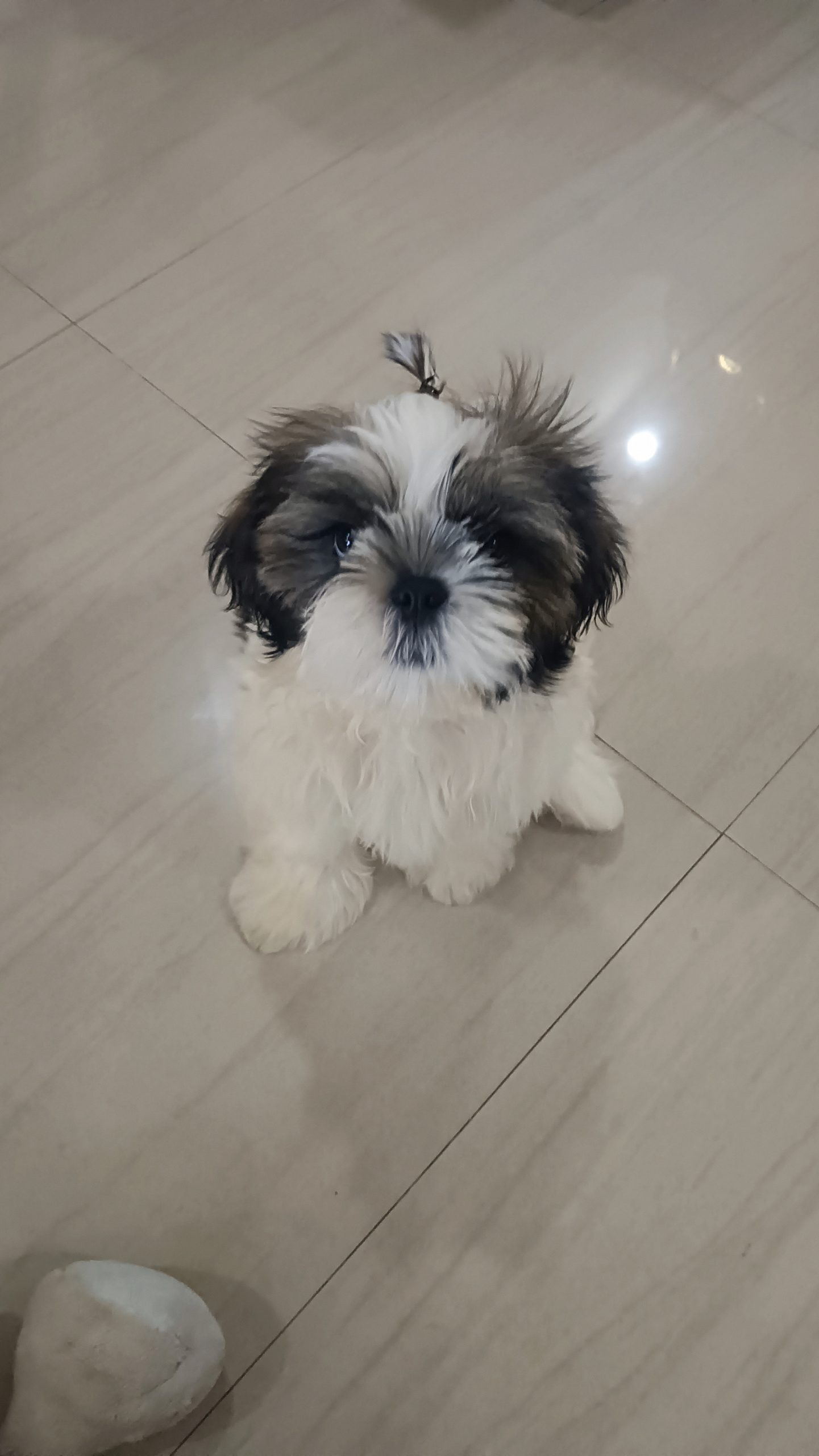 Shihtzu puppy
