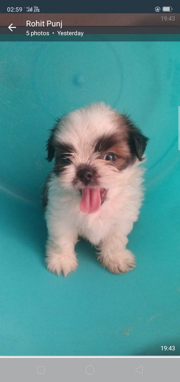 ShihTzu Pups Available For Sale Trust Kennel