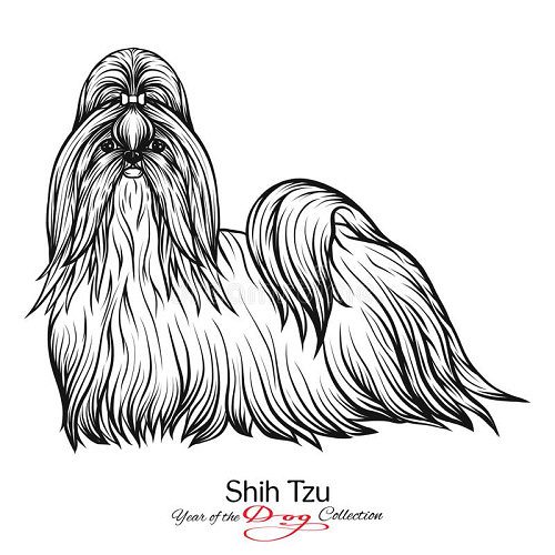 ShihTzu Pups Available Here Trust Kennel Delhi