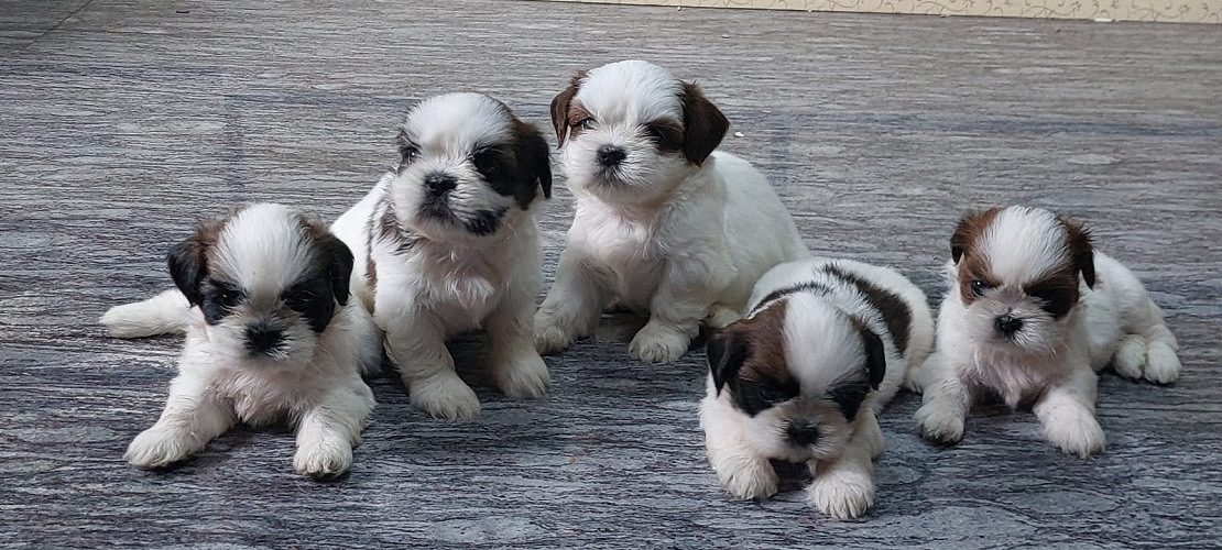 Shihztu male and female puppies
