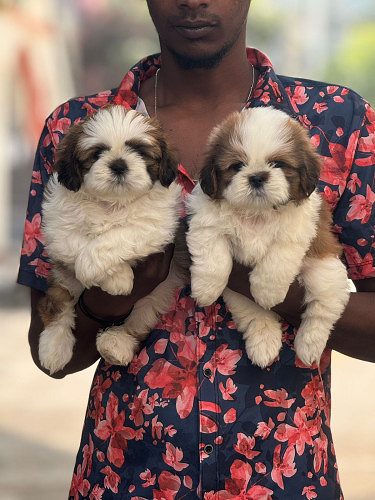 Shihztu puppies available