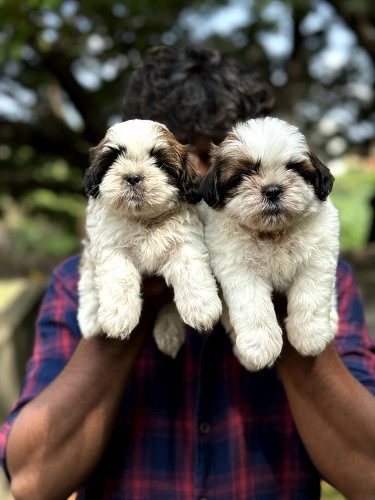 Shihztu puppies available