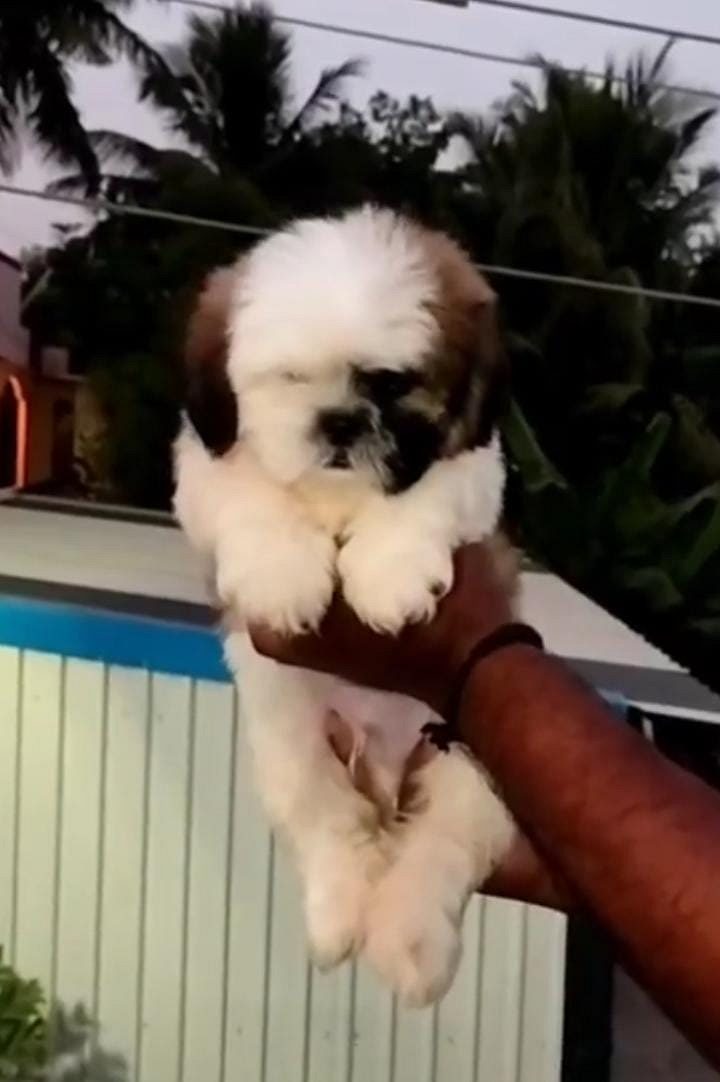 Shihztu puppies available in Chennai