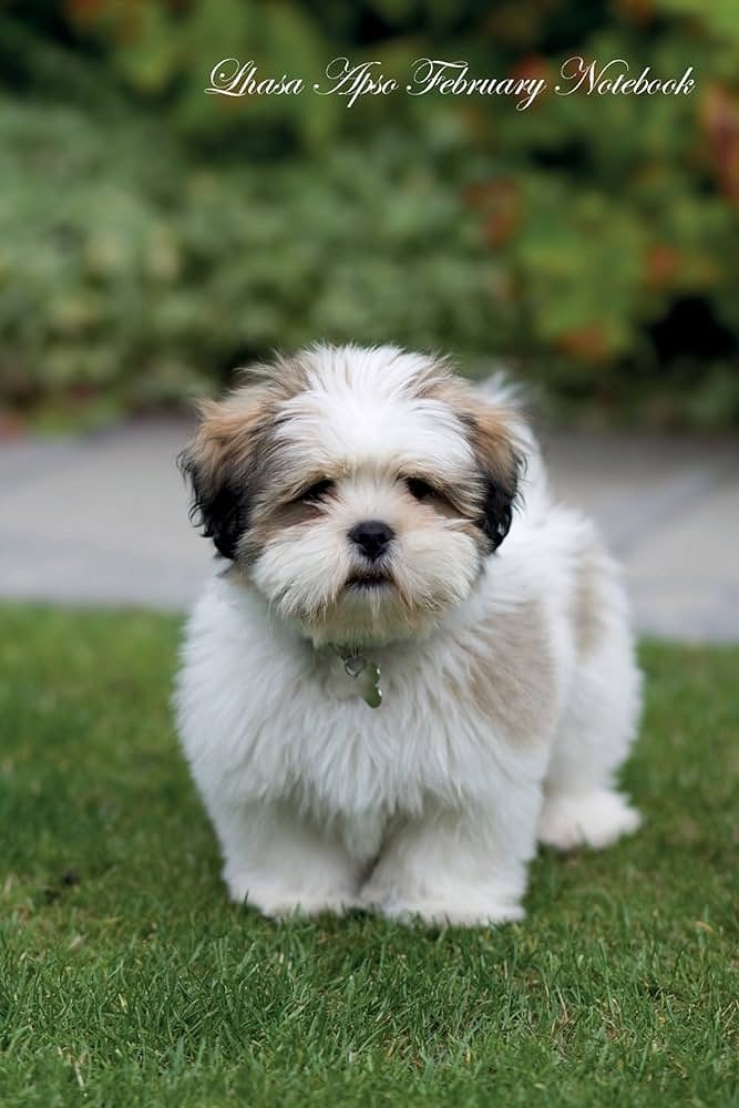 Shihztu puppies available in Chennai