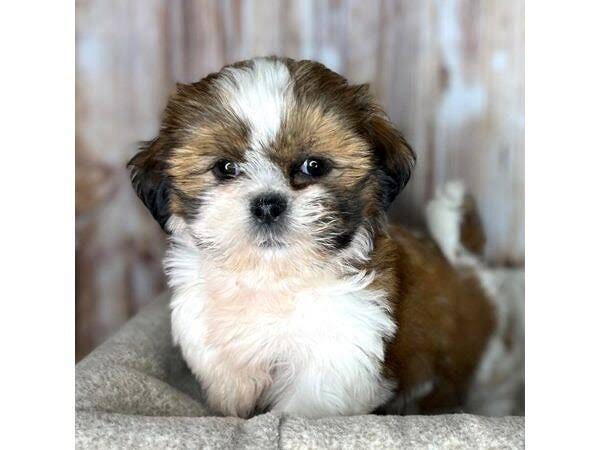 Shihztu puppies available in Chennai