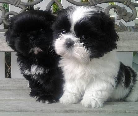 Shihztu puppies available in Chennai
