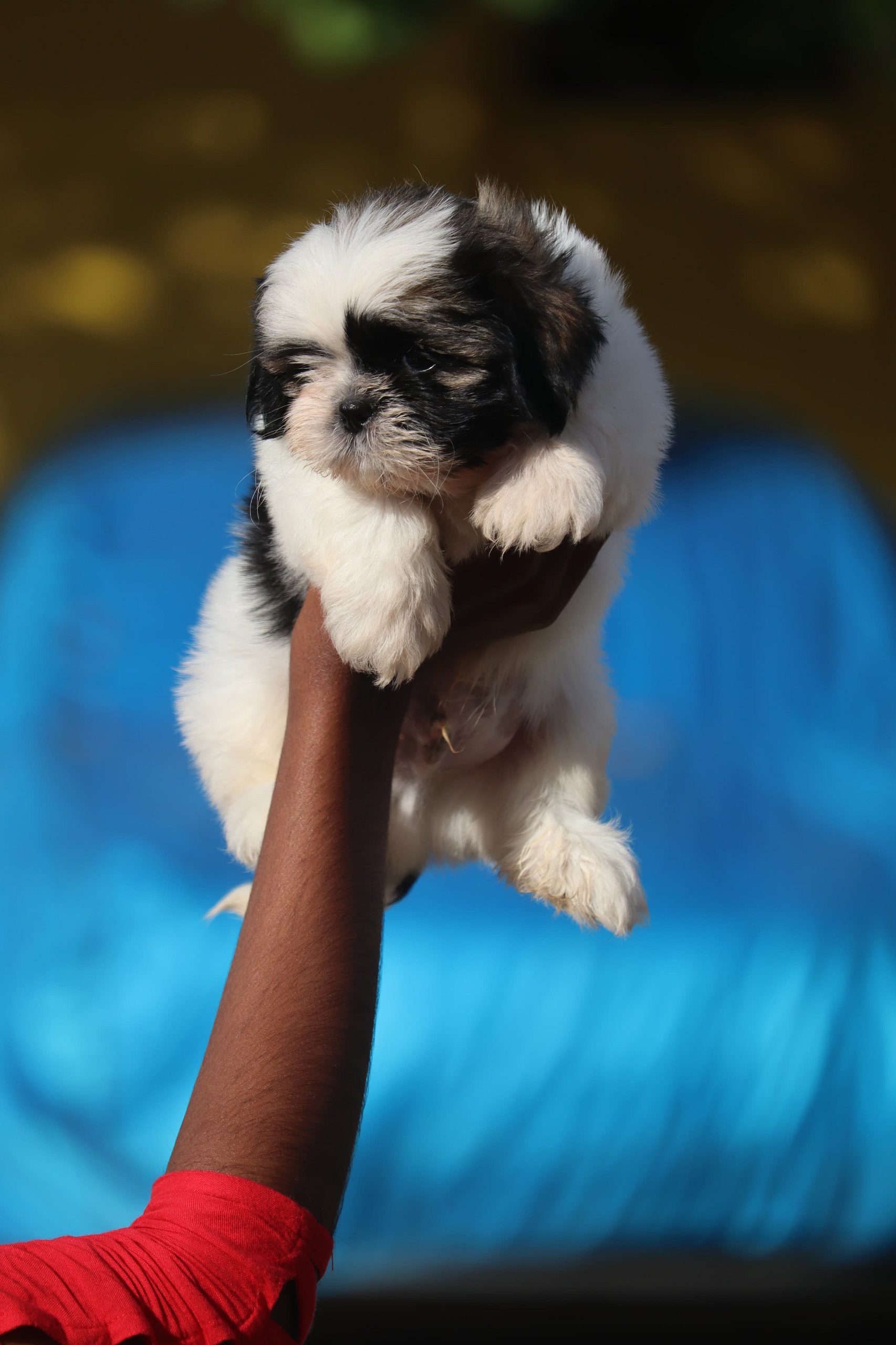 Shihztu puppies available
