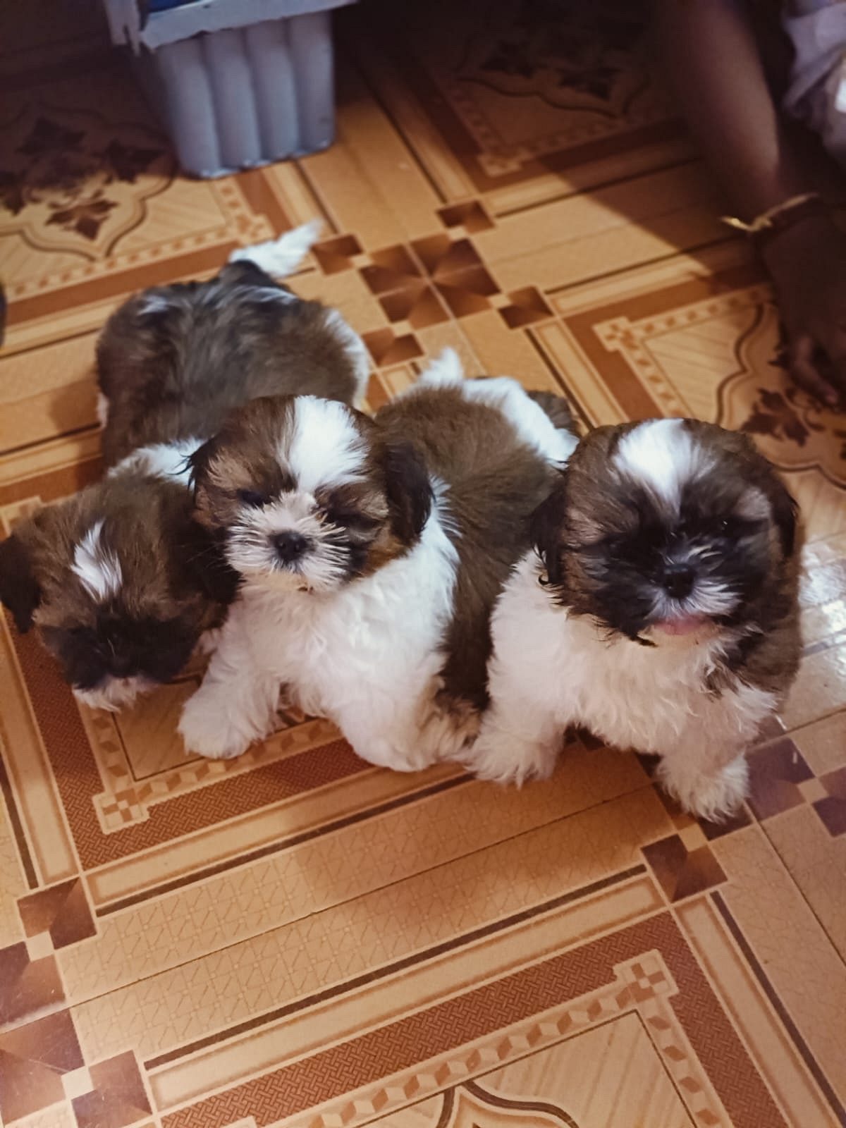 Shihztu puppies