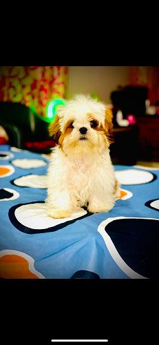 Shihzu puppy 6months