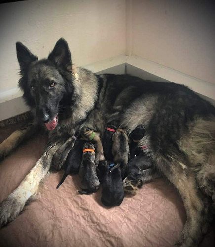 Shiloh Shepherd Pups For Sale Trust Kennel