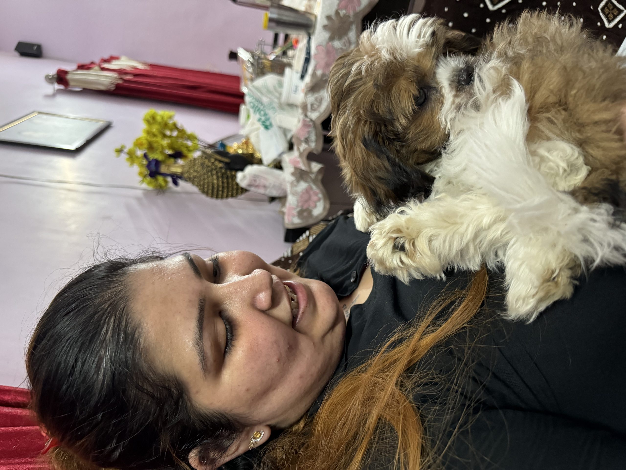 shintzu female 3 months old (8238420147)