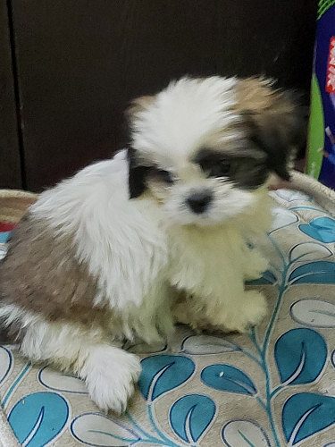 Shishtzu 3 month old female puppy