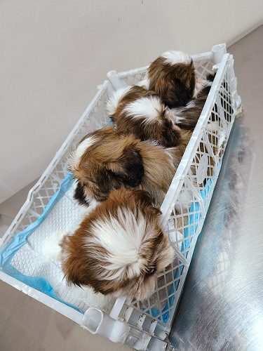 Shitju 2 months baby