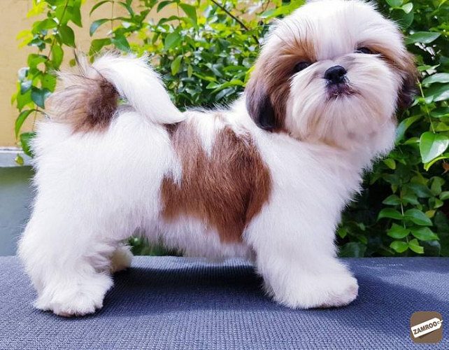 shitzhu dog puppies for sale in indore 7987036124