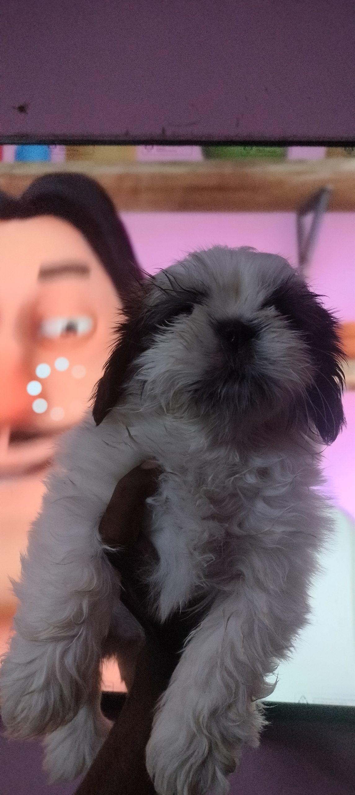 Shitzhu female puppy