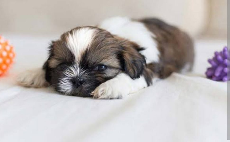Shitzhu puppies 🐶🐶