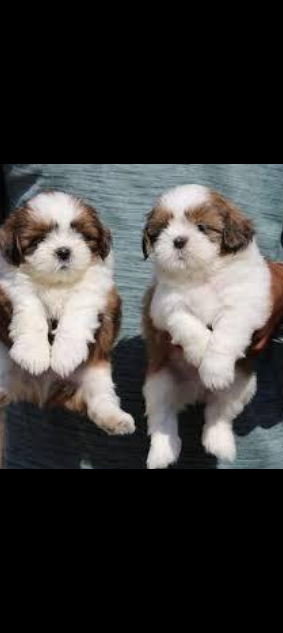 Shitzhu puppies for sale