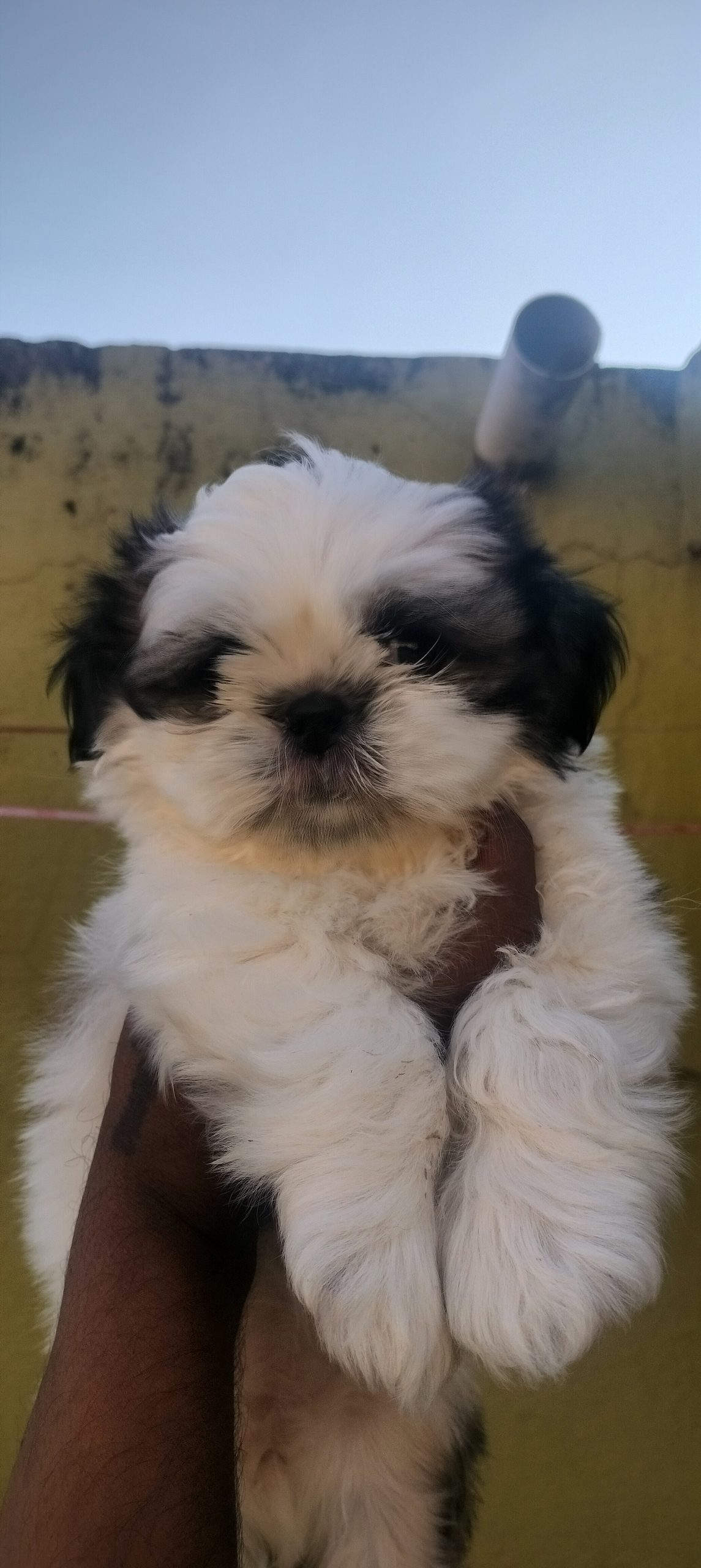 Shitzhu puppy available