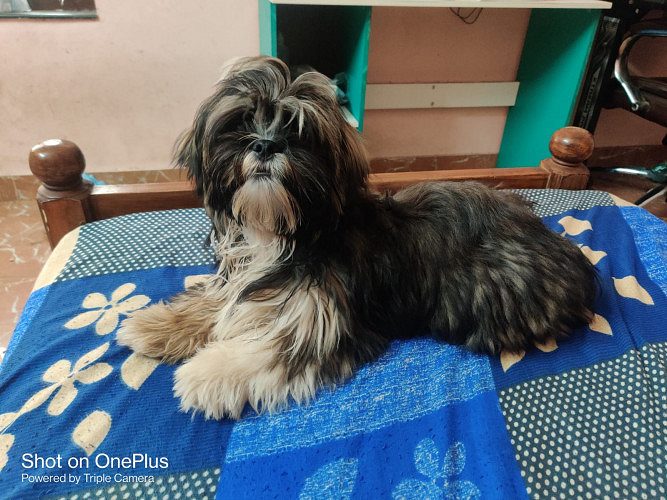 Shitzu breed Dog for sale