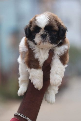 Shitzu
