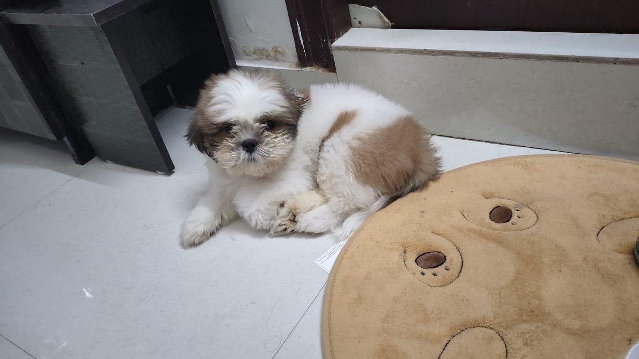 Shitzu for sale