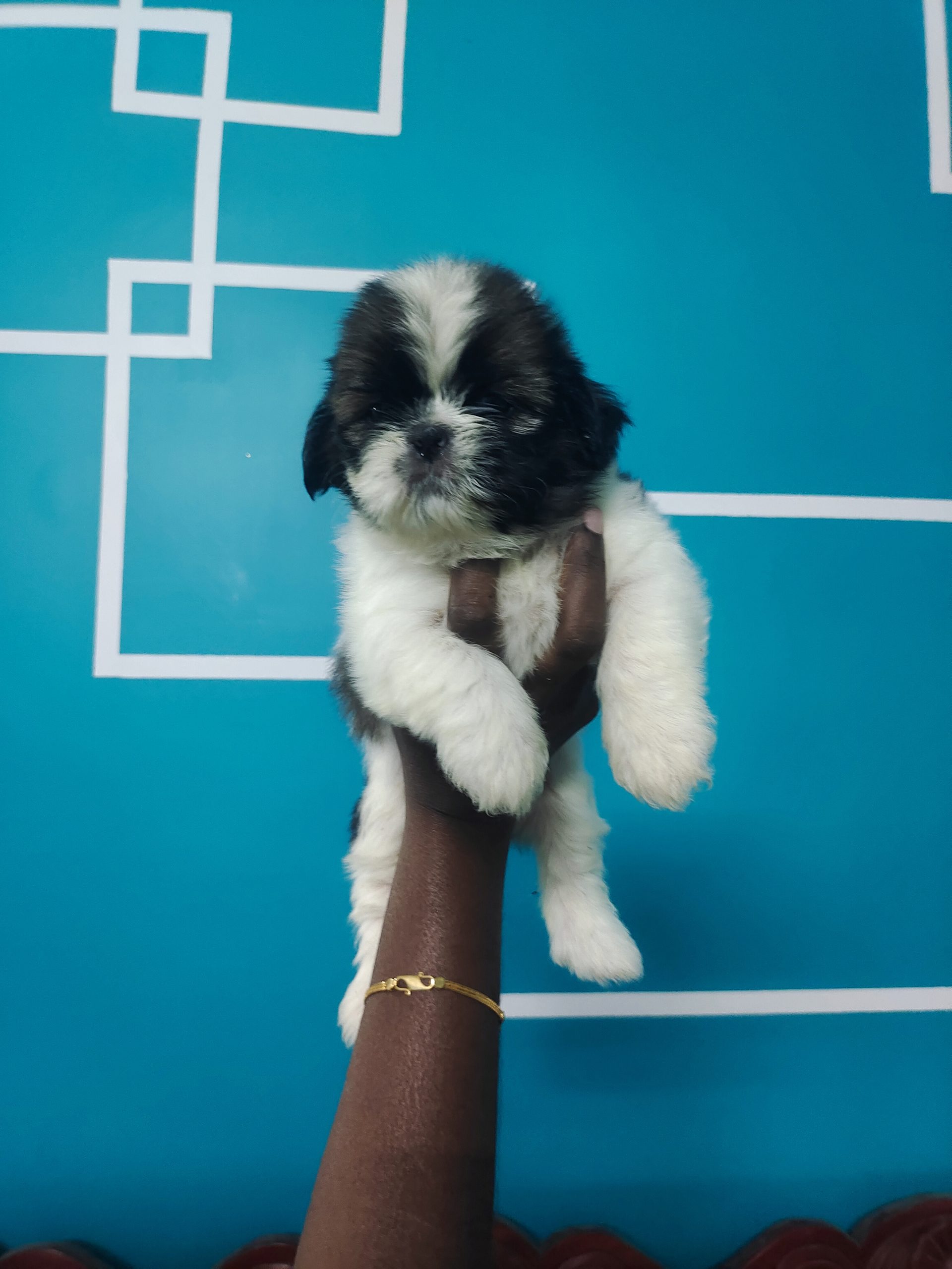 Shitzu Male & Female Puppies