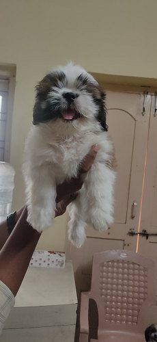 Shitzu Male puppy