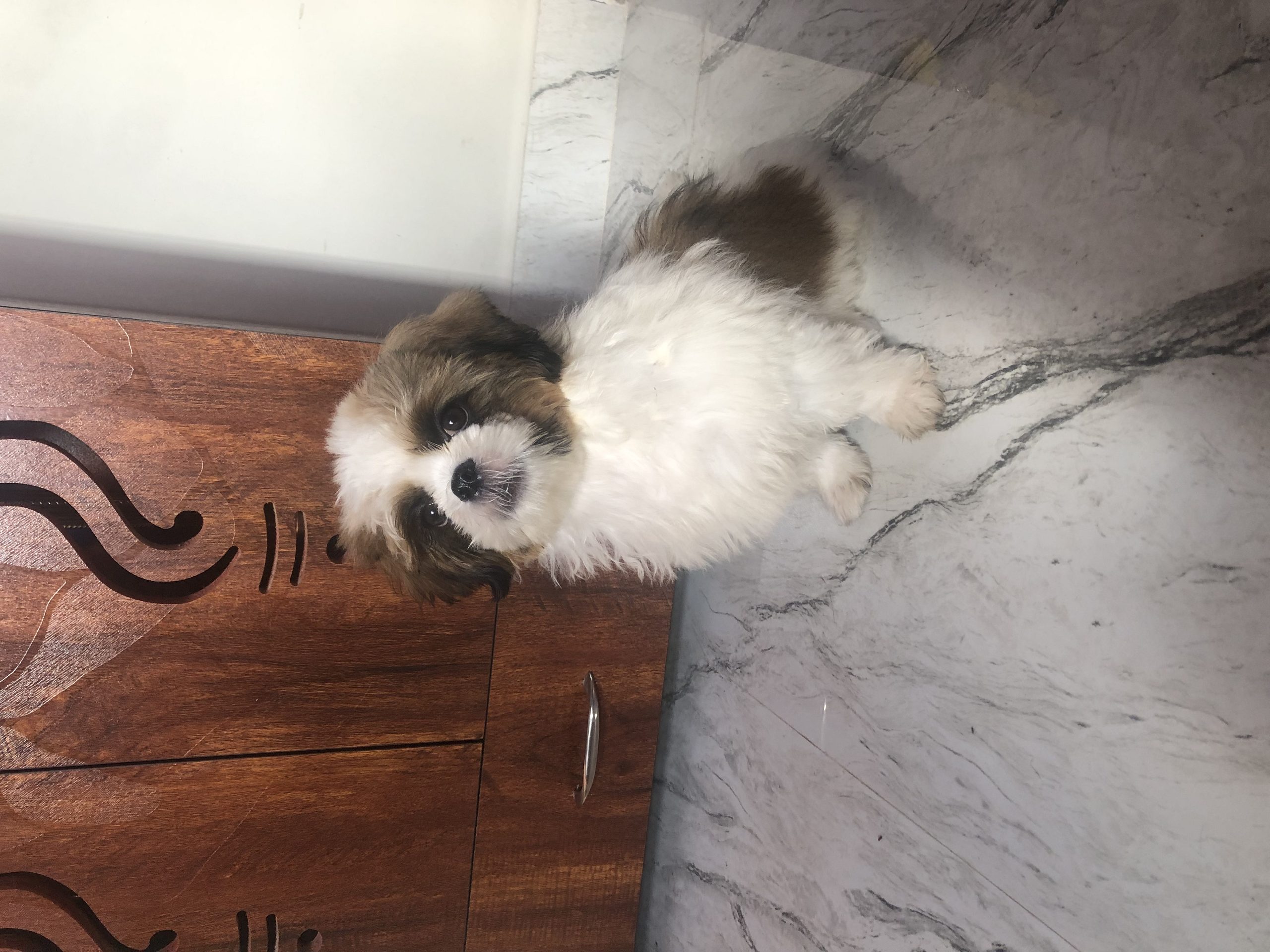 Shitzu puppet for sale