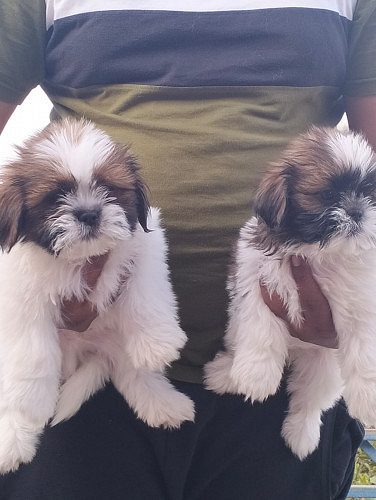Shitzu puppies for sale 9047773374