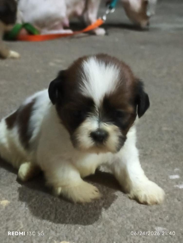 Shitzu puppies for sale