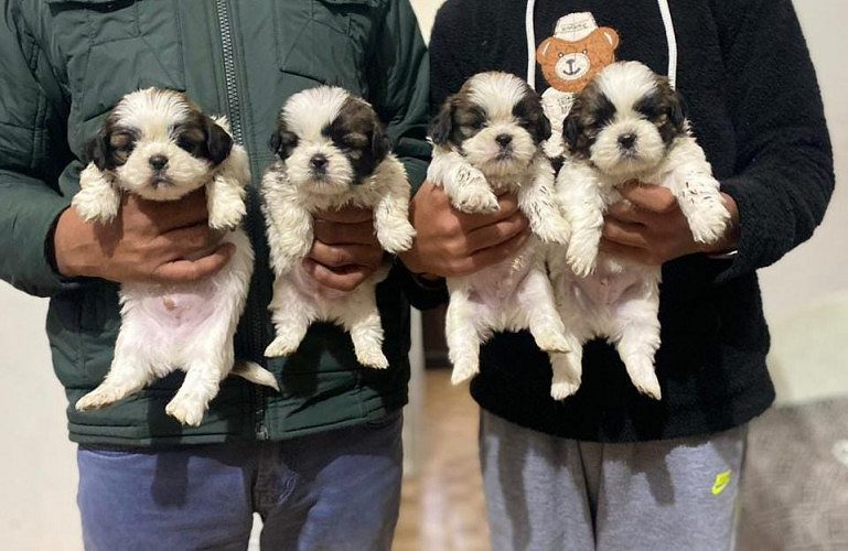Shitzu Puppies