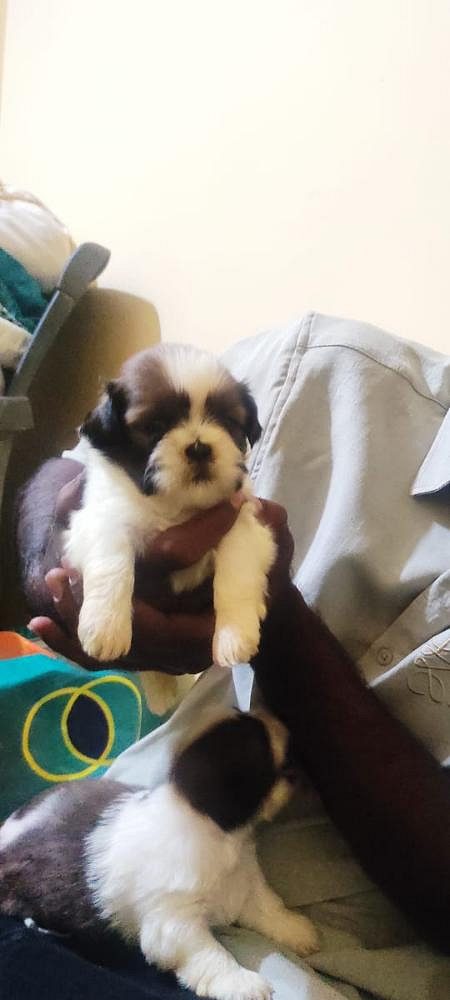 Shitzu puppies for sale