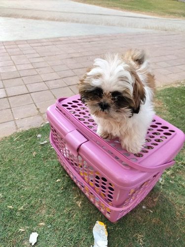 Shitzu puppy for sale