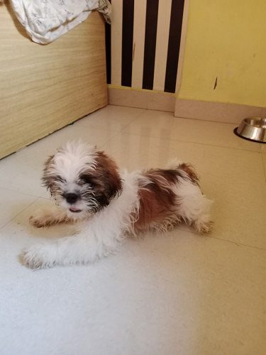 Shitzu puppy