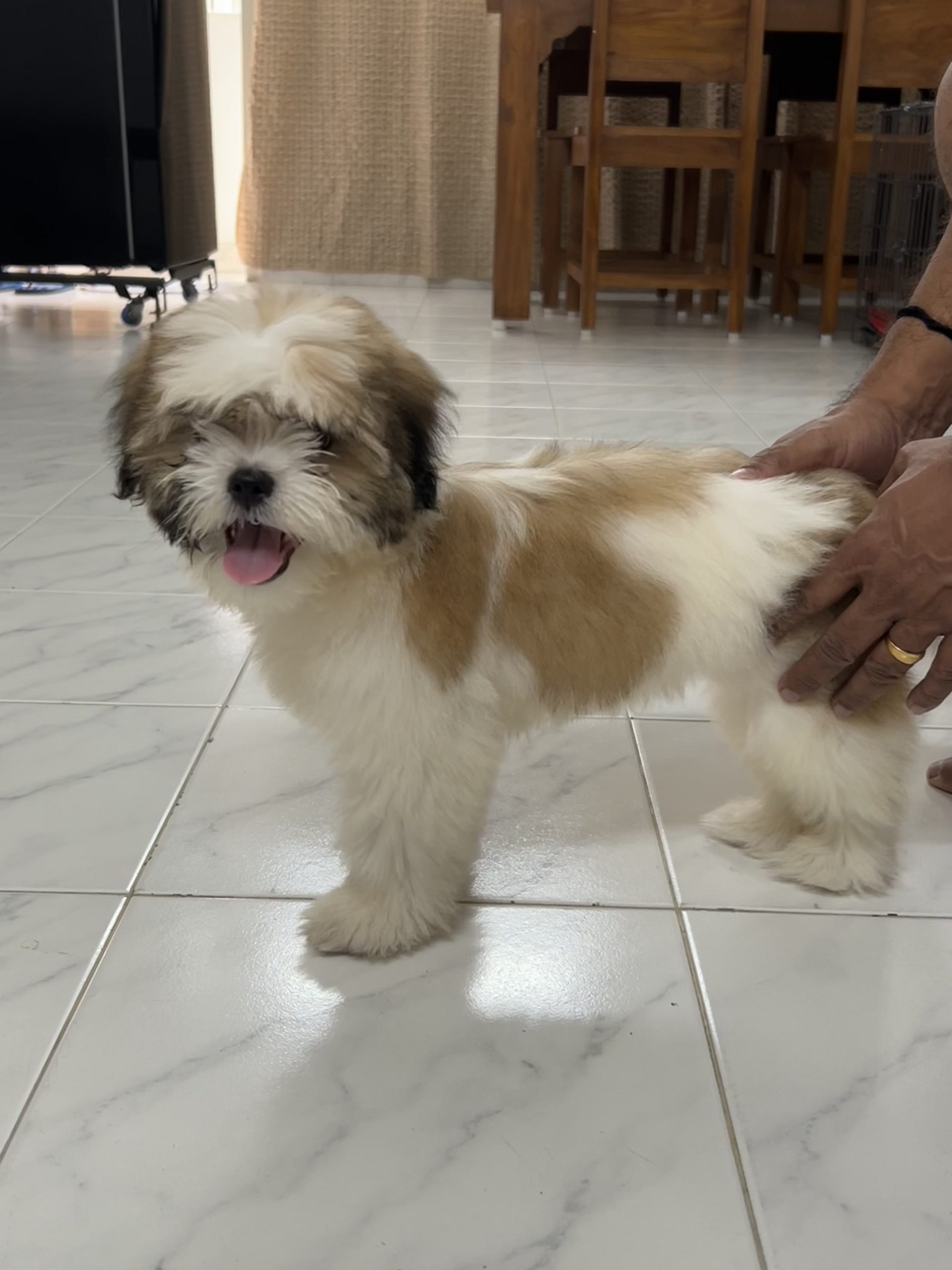 Shitzu puppy for sale