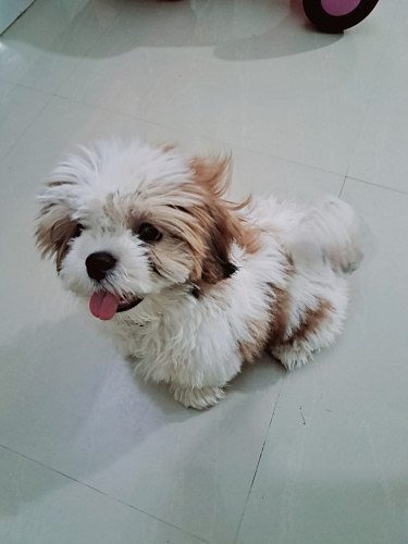 Shitzu Puppy (Male) Available @whitefield