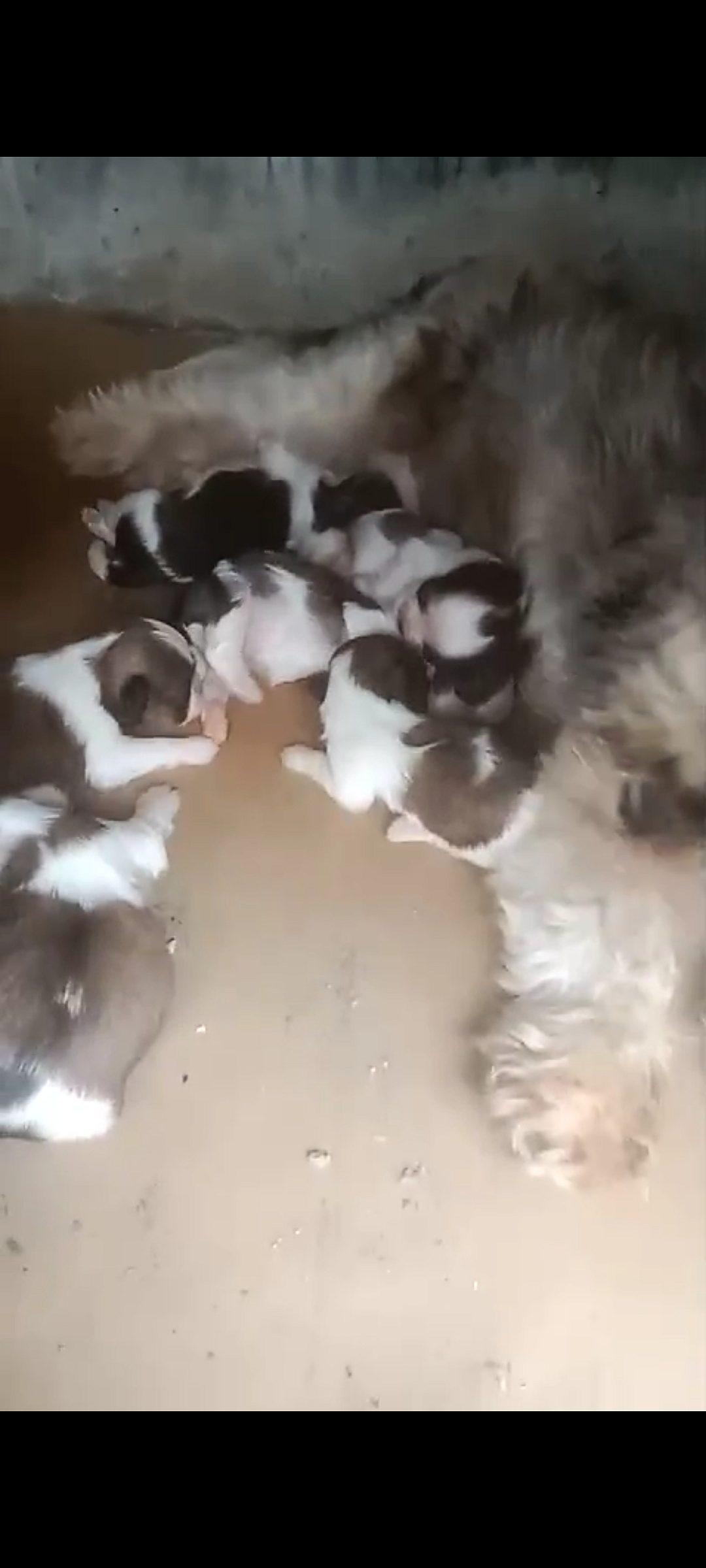 Shitzuu puppies sale