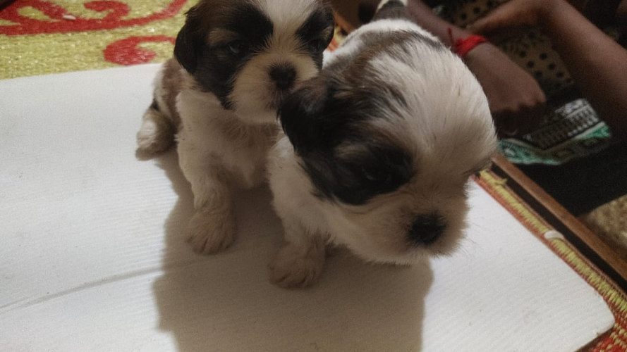 Shizhtzu puppies for sale