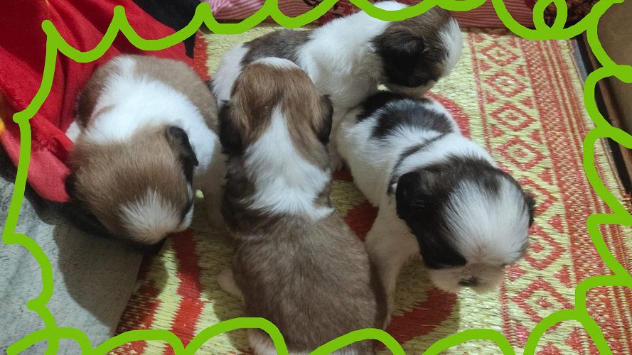 Shizhtzu puppies male and female puppies for sale