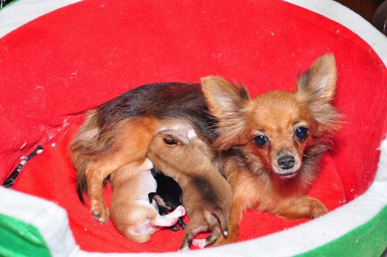 Show quality chihuahua