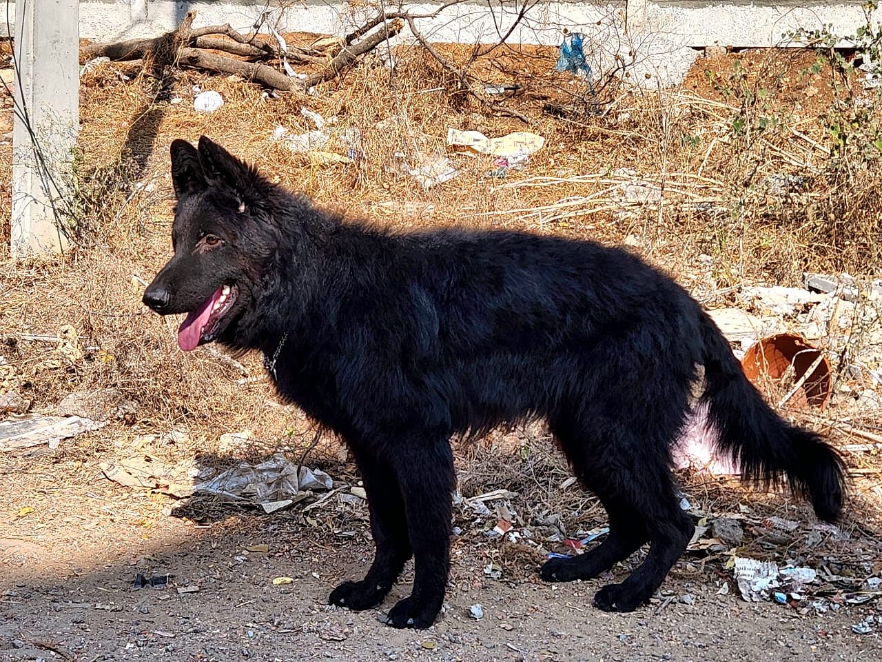 SHOW QUALITY LONG COAT BLACK GSD WITH KCI PAPERS