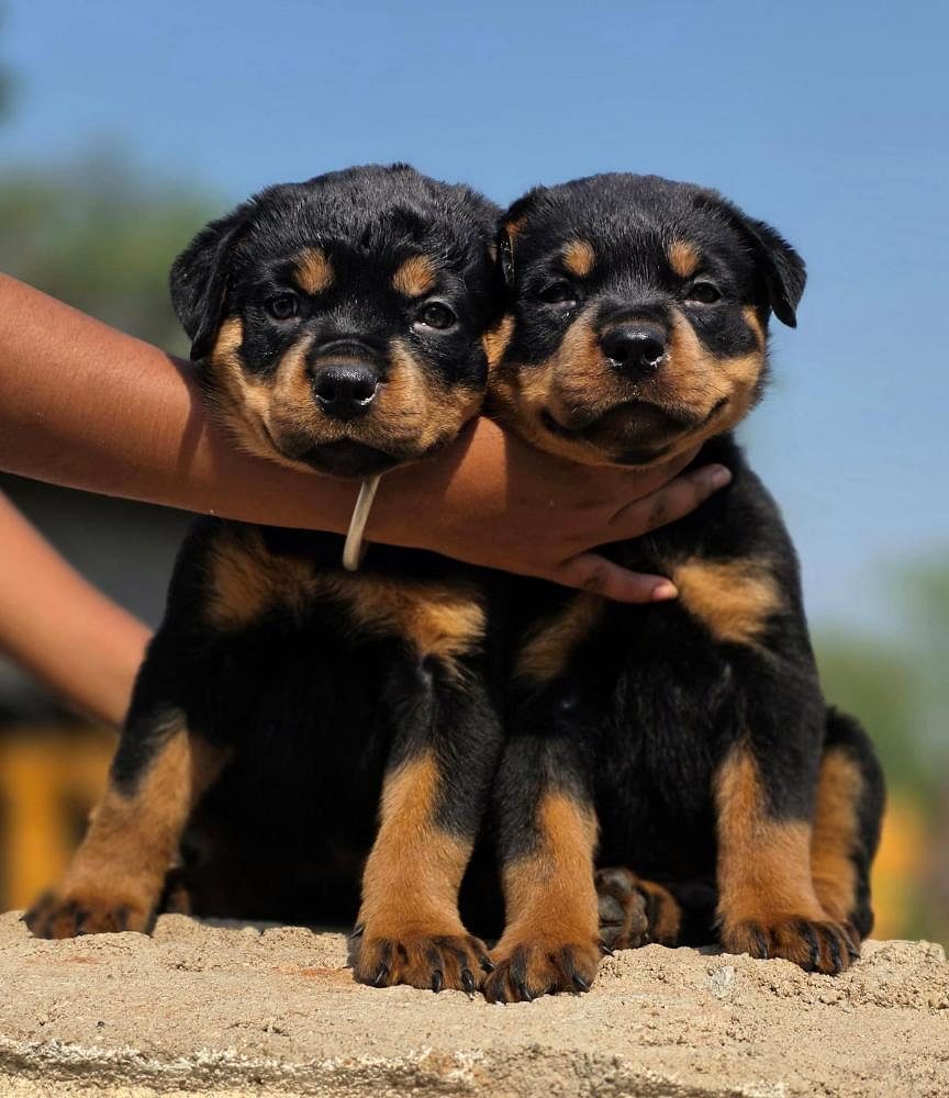 Show quality Rottweiler puppies for you pet lovers..9927332288
