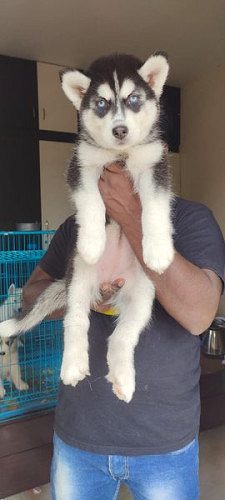 Siberian Husky and all breeds available