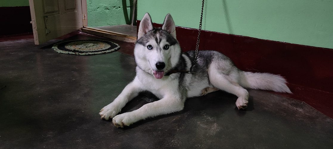 Siberian Husky