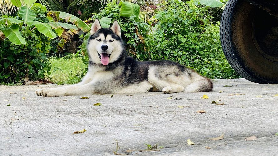 Siberian husky for sale