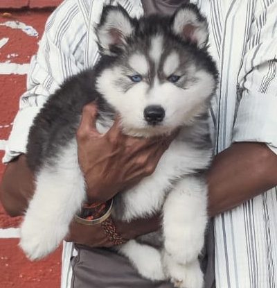 Siberian Husky