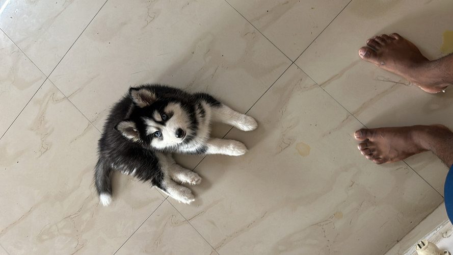 Siberian husky double woolly coat