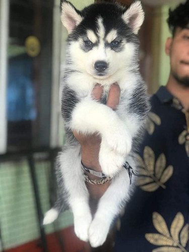 Siberian husky puppies available 9394723663 whsaap
