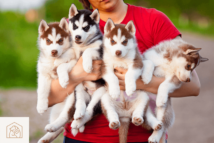 Siberian husky puppies 9047773374