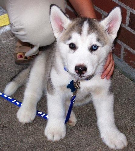 Siberian husky puppies